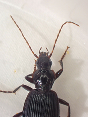 Platynus ovipennis
