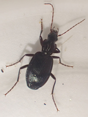 Platynus ovipennis