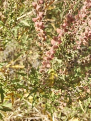 Lepidium virginicum