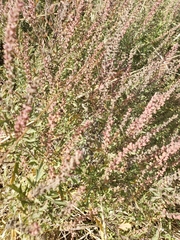 Lepidium virginicum