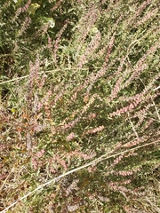 Lepidium virginicum