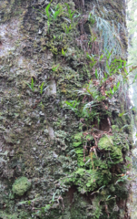 Microsorum novae-zealandiae