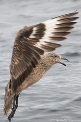Stercorarius skua