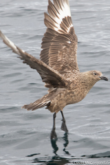 Stercorarius skua
