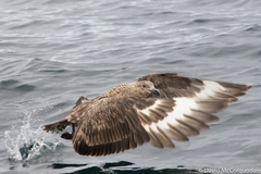 Stercorarius skua