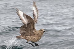 Stercorarius skua