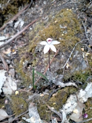 Caladenia alpina