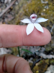 Caladenia alpina