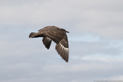 Stercorarius skua