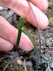 Caladenia alpina