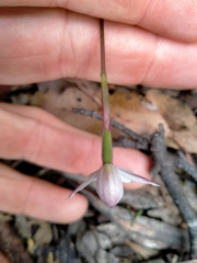 Caladenia alpina