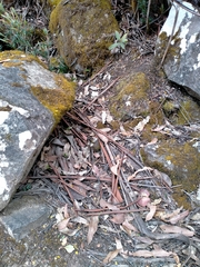 Caladenia alpina