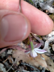 Caladenia alpina