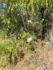 Commicarpus brandegeei