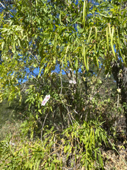 Commicarpus brandegeei