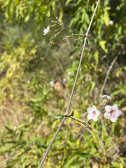 Commicarpus brandegeei