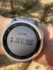 Commicarpus brandegeei