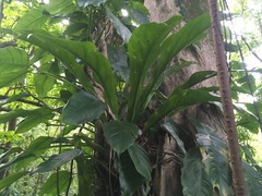 Anthurium hookeri