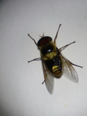 Scaptia pulchra