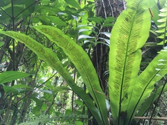 Asplenium serratum
