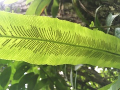 Asplenium serratum
