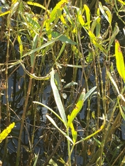 Alternanthera philoxeroides