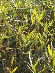 Alternanthera philoxeroides