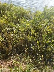 Alternanthera philoxeroides