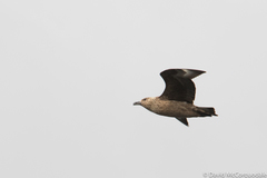 Stercorarius skua