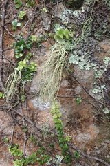 Usnea nidifica