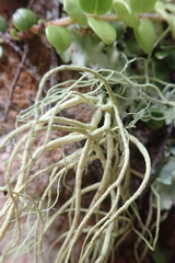Usnea nidifica