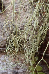 Usnea nidifica