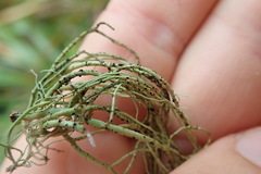 Usnea nidifica