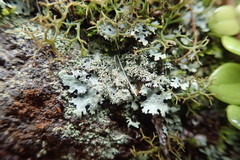 Austroparmelina conlabrosa