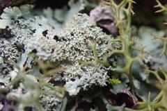 Austroparmelina conlabrosa