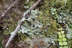 Austroparmelina conlabrosa