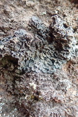 Leioderma duplicatum