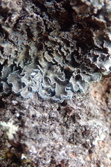 Leioderma duplicatum