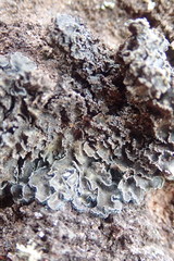 Leioderma duplicatum