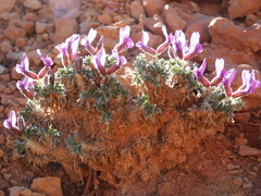 Oxytropis oreophila