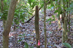 Pilosocereus robinii