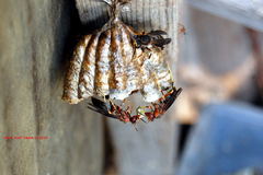 Pachysomoides fulvus