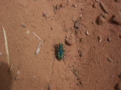 Cicindela tranquebarica parallelonota