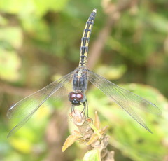 Indothemis carnatica