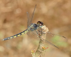 Indothemis carnatica