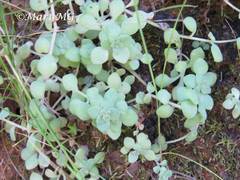 Sedum clausenii