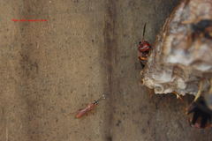 Pachysomoides fulvus