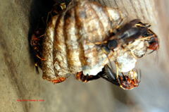 Pachysomoides fulvus