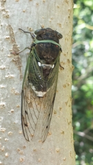Diceroprocta biconica