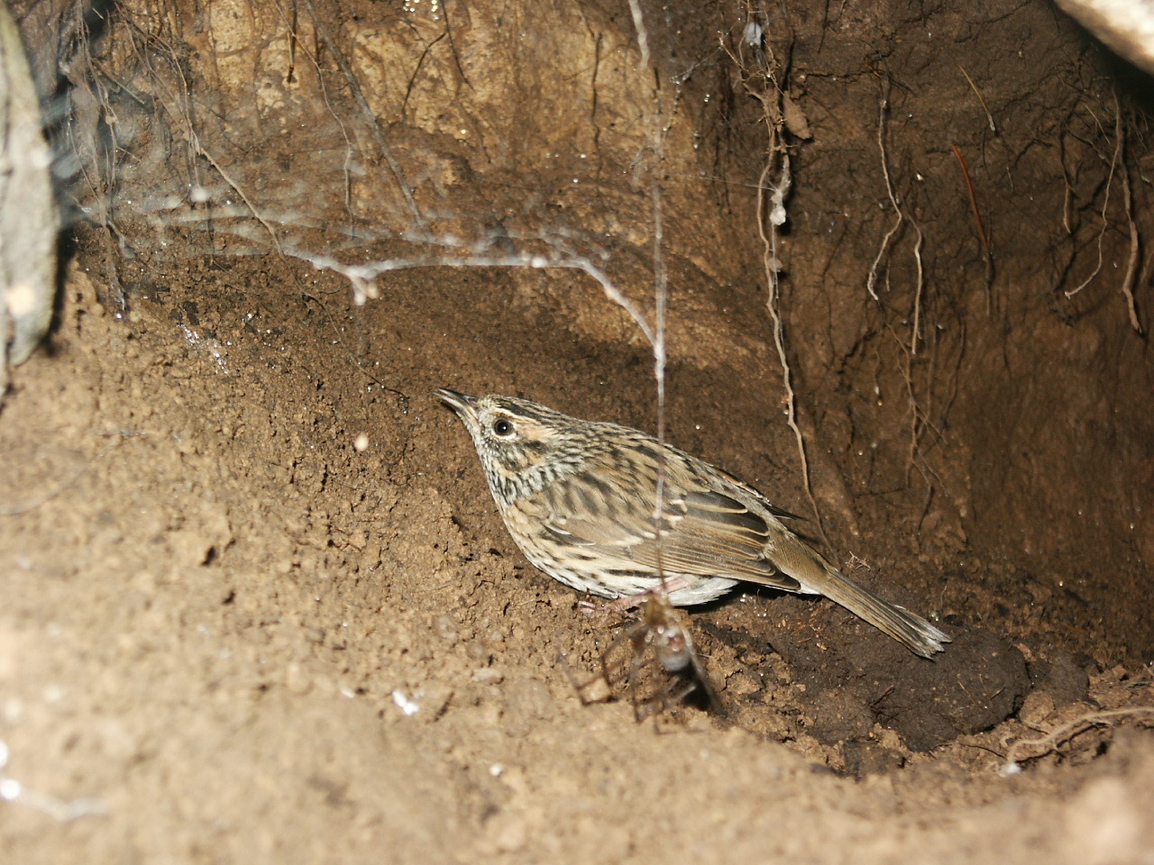 Rufous-breasted Accentor
